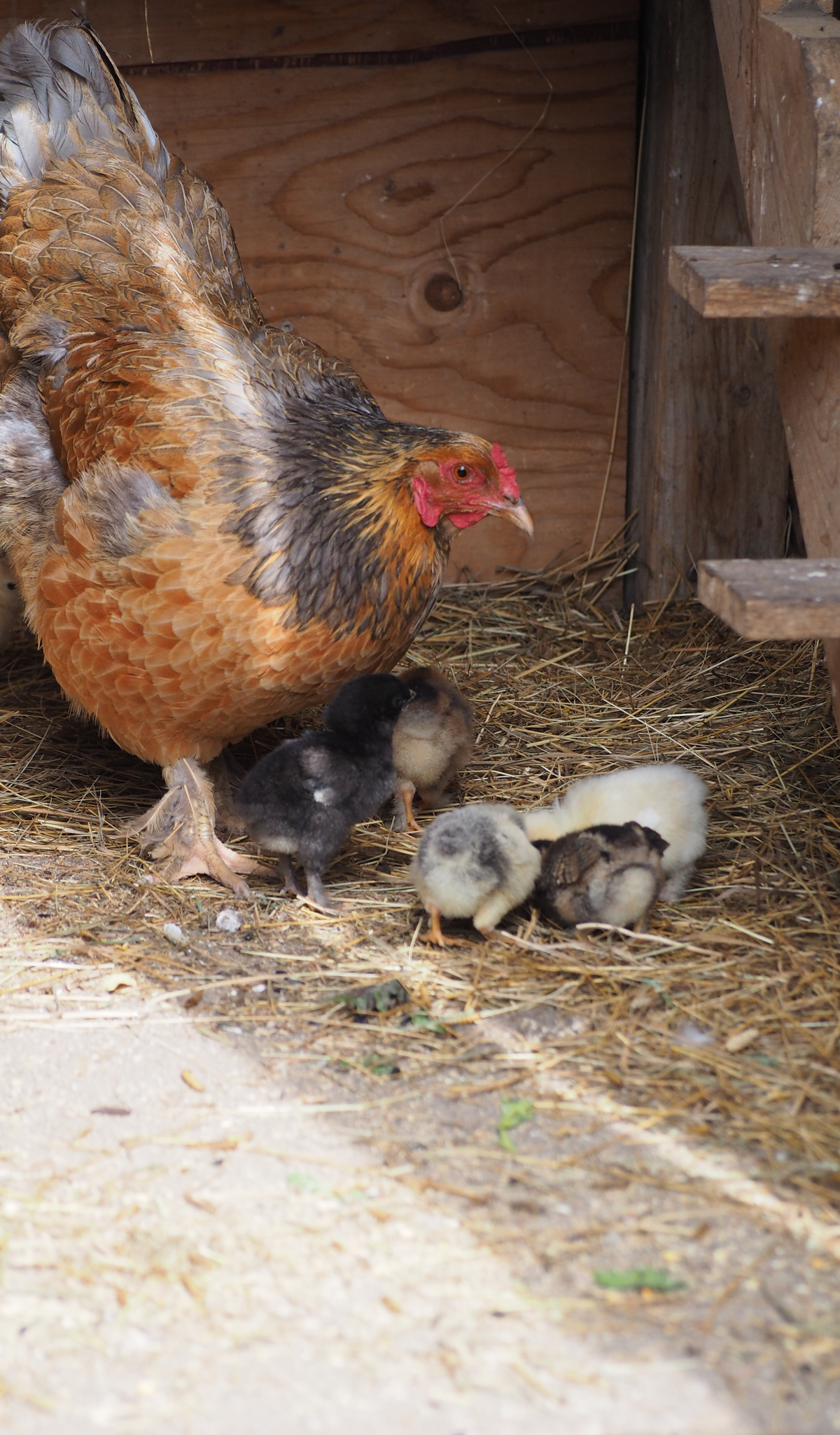 A chicken with brown, black, and gray feathers standing on straw inside a wooden chicken coop, with five fluffy chicks of various colors near its feet.