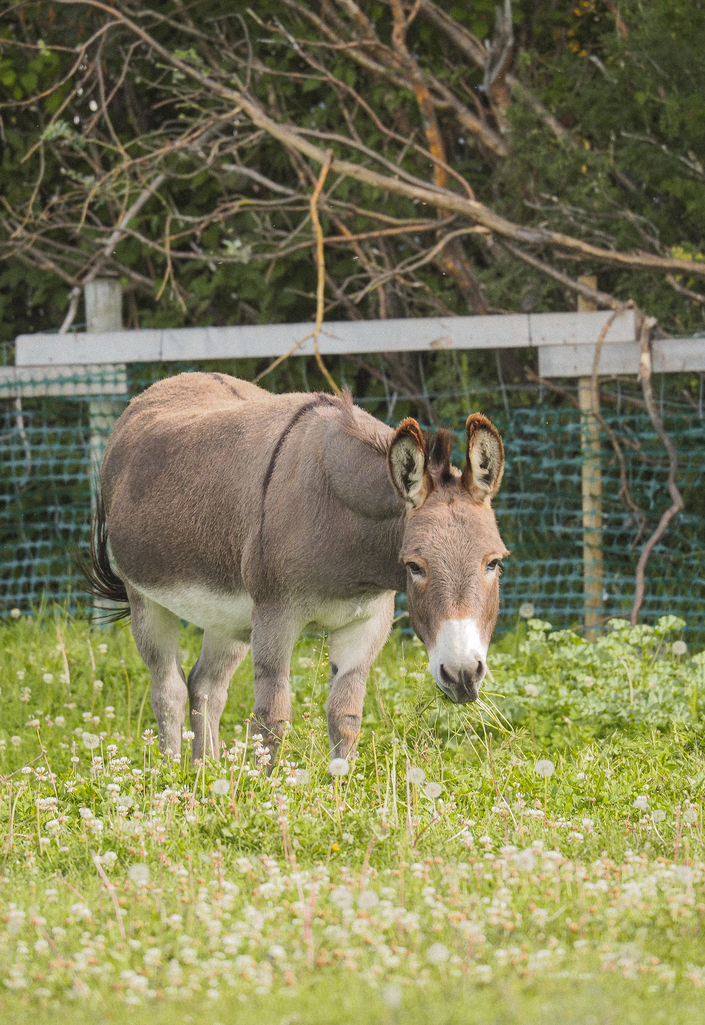 A small donkey grazing in a grassy field with white flowers, background of a wooden fence and trees.