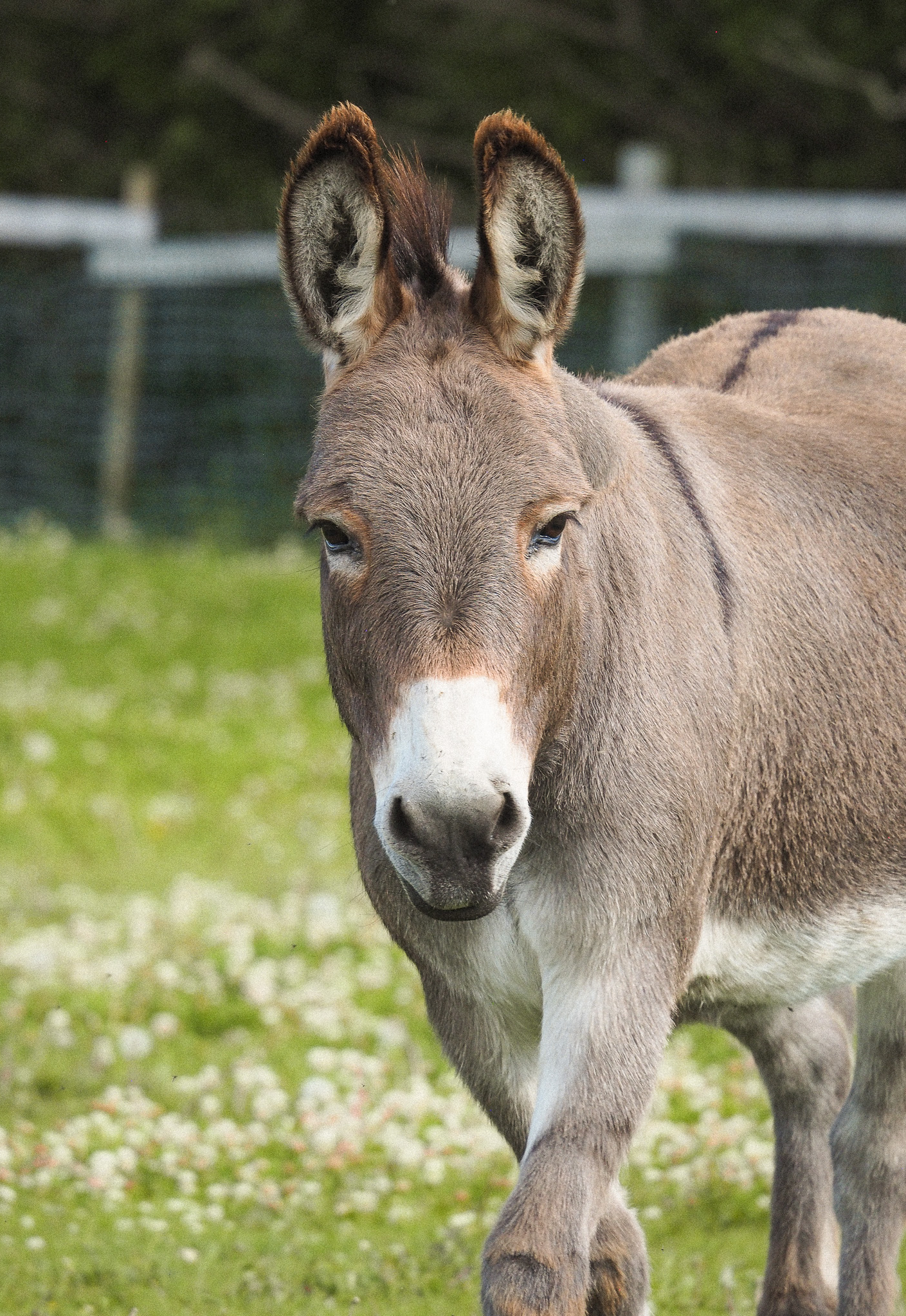 A young donkey standing on grass in a fenced outdoor area.
