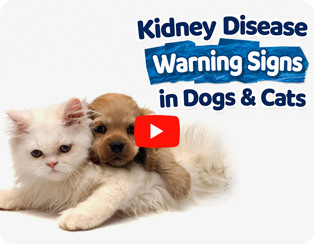 Kidney Disease Warning Sighs in Dogs & Cats