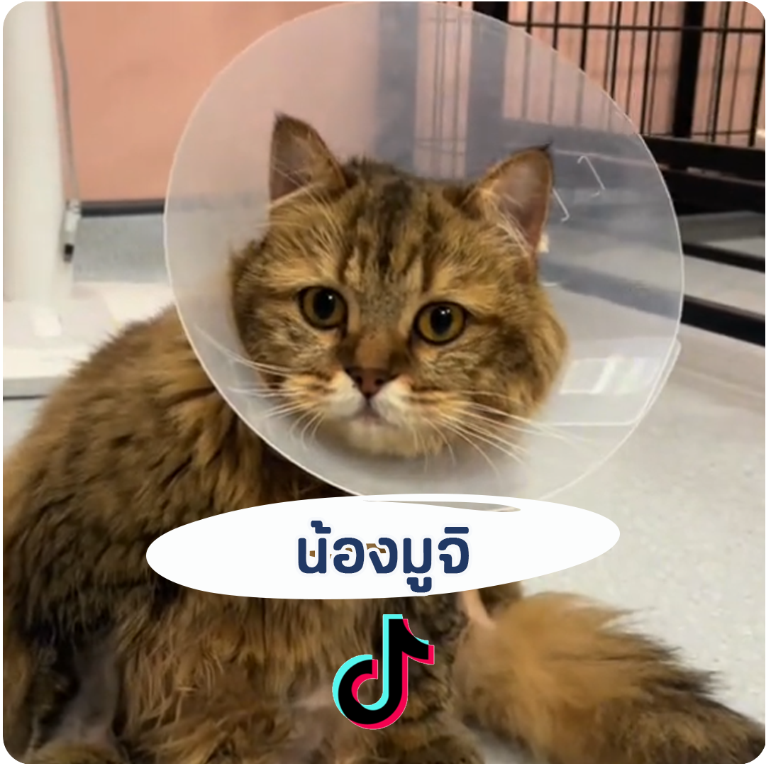 ล้างไตทางช่องท้องสัตว์