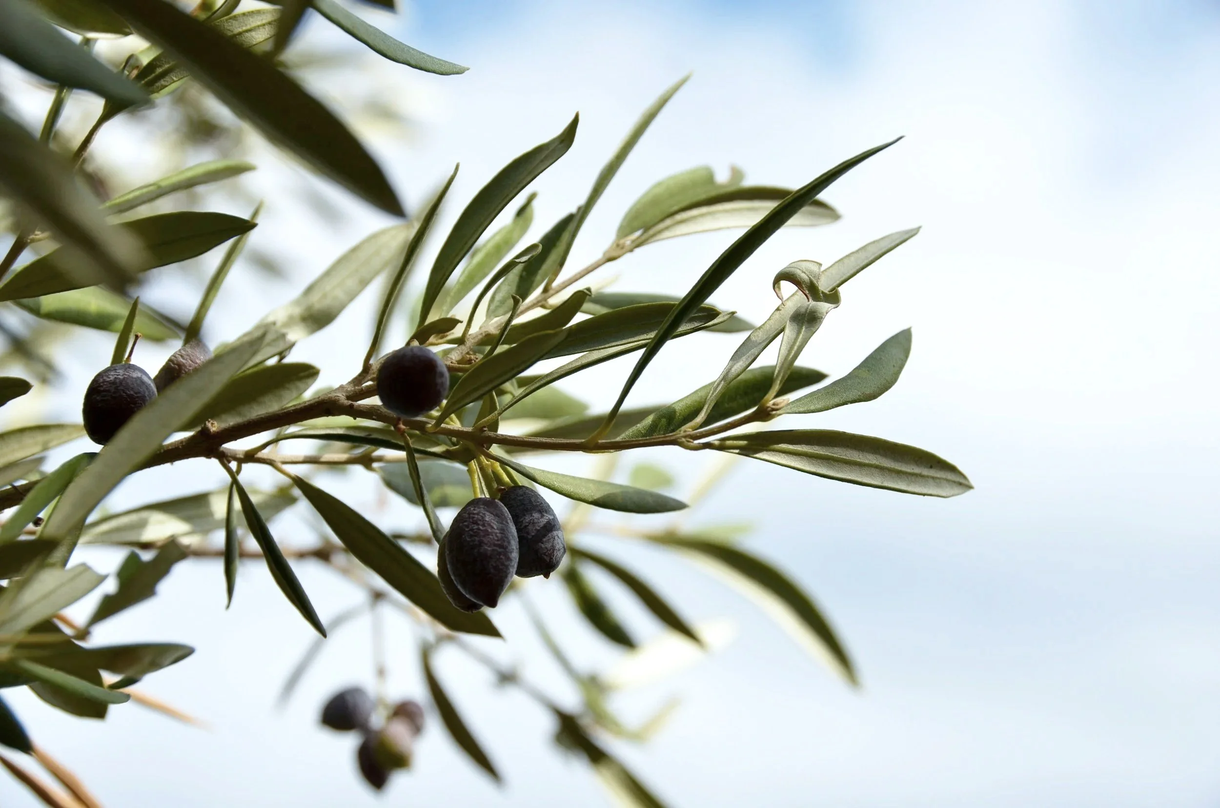 Close-up of an olive tree branch with green leaves and ripe black olives against a blurred bright sky background.