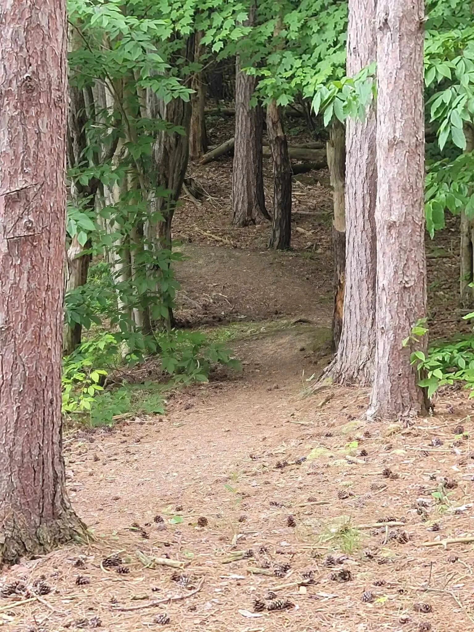 A dirt trail running through a dense forest with trees and green foliage.