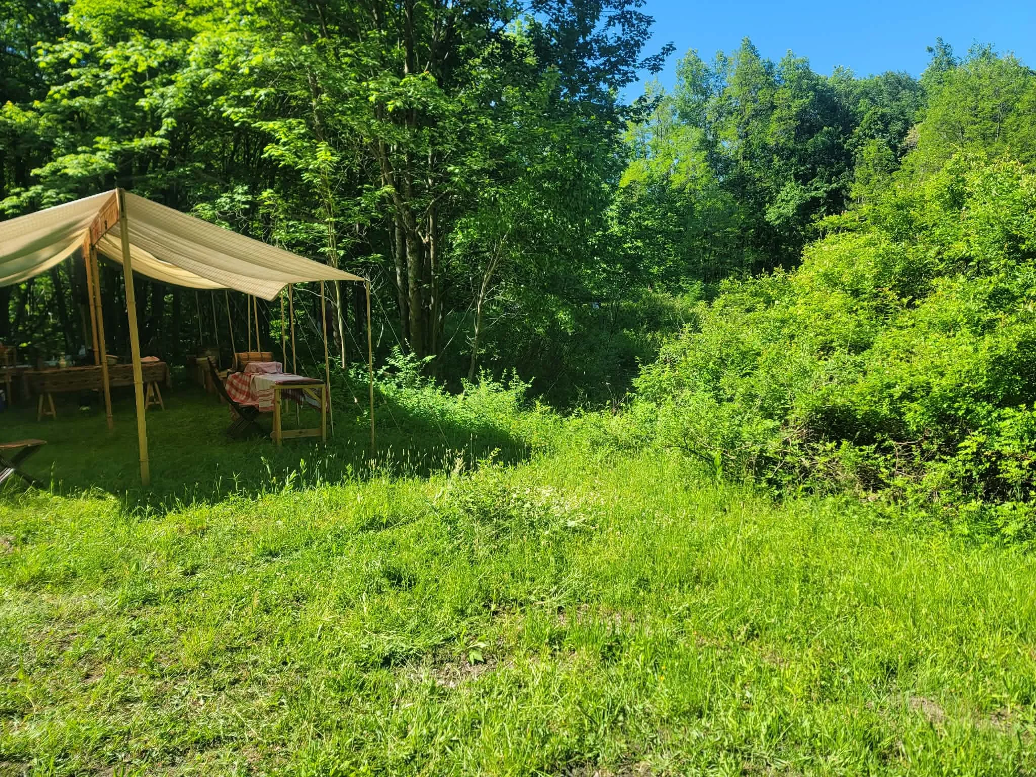 Camp site with a beige canopy tent, rustic furniture, and a picnic table on a lush green grassy clearing surrounded by trees and dense foliage under a bright blue sky.