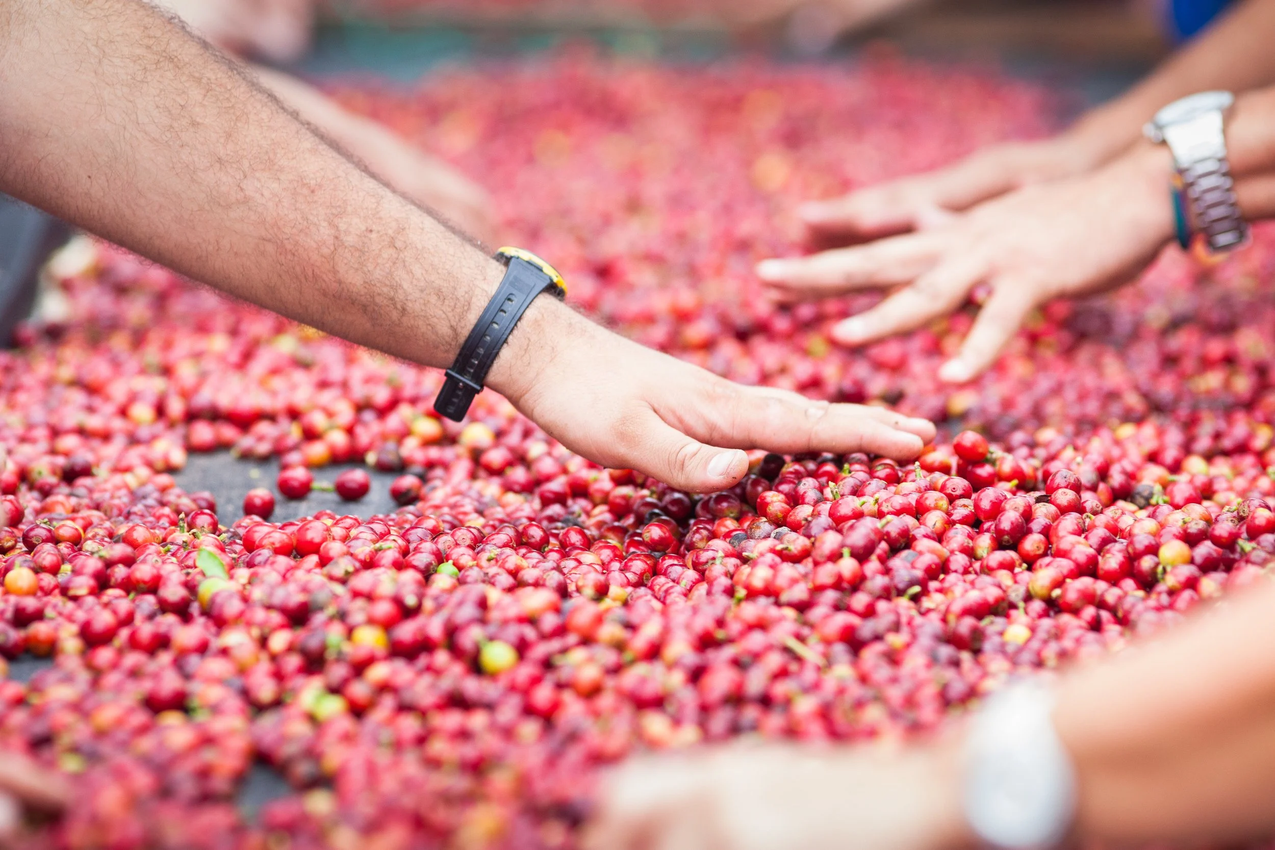 De los Andes al Caribe