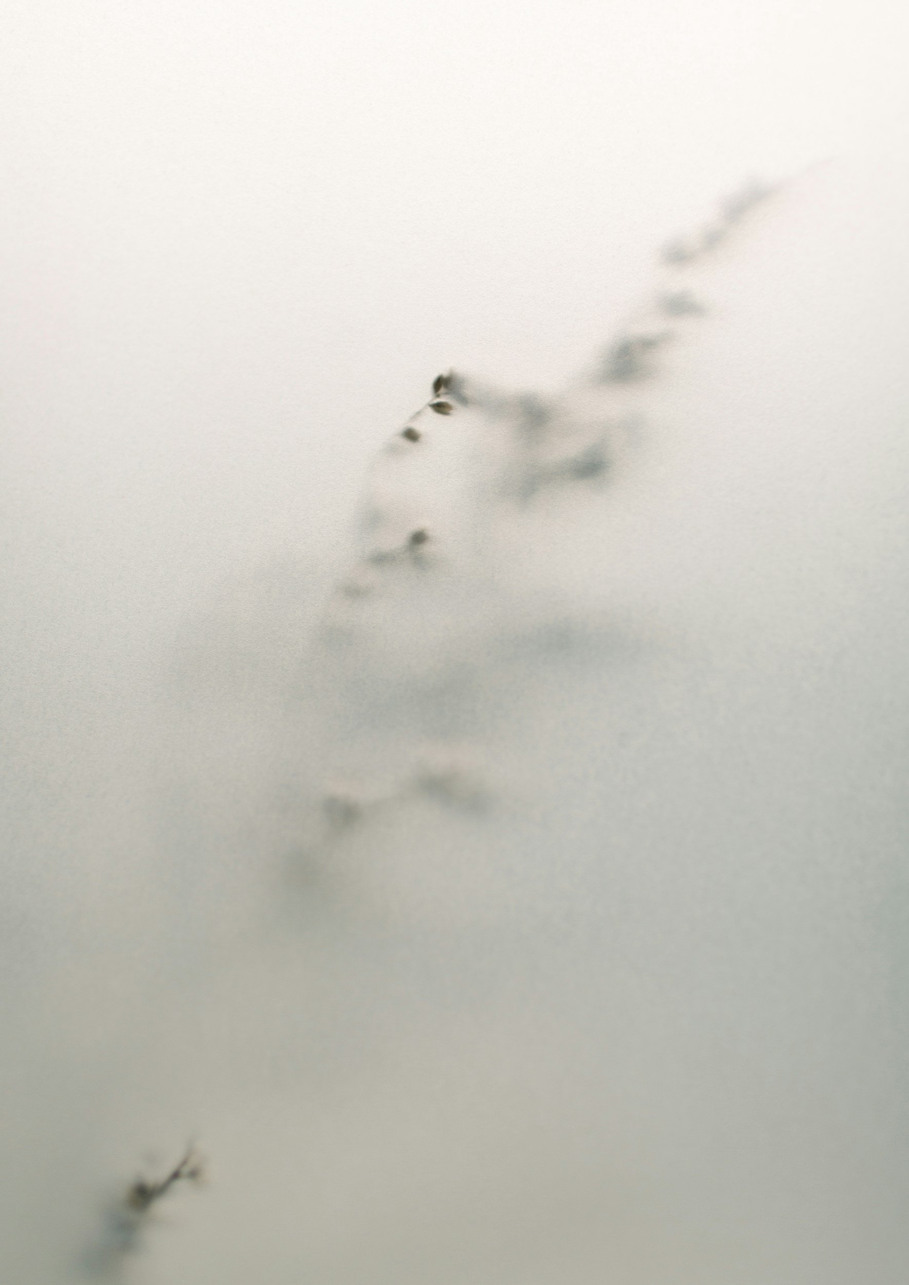 Close-up of a snow-covered branch against a pale gray sky.