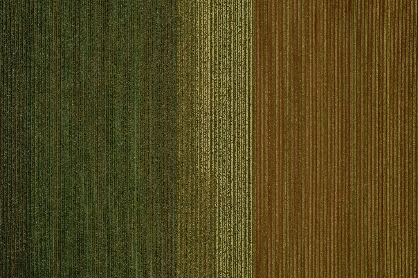 One of the best parts of Pukekohe On A Platter is seeing local produce shine in the signature dishes.

This bird&rsquo;s-eye view of the Wilcox Broccolini fields was snapped by Ethan Lowry, who&rsquo;s just been named a finalist in NZ Geographic&rsqu