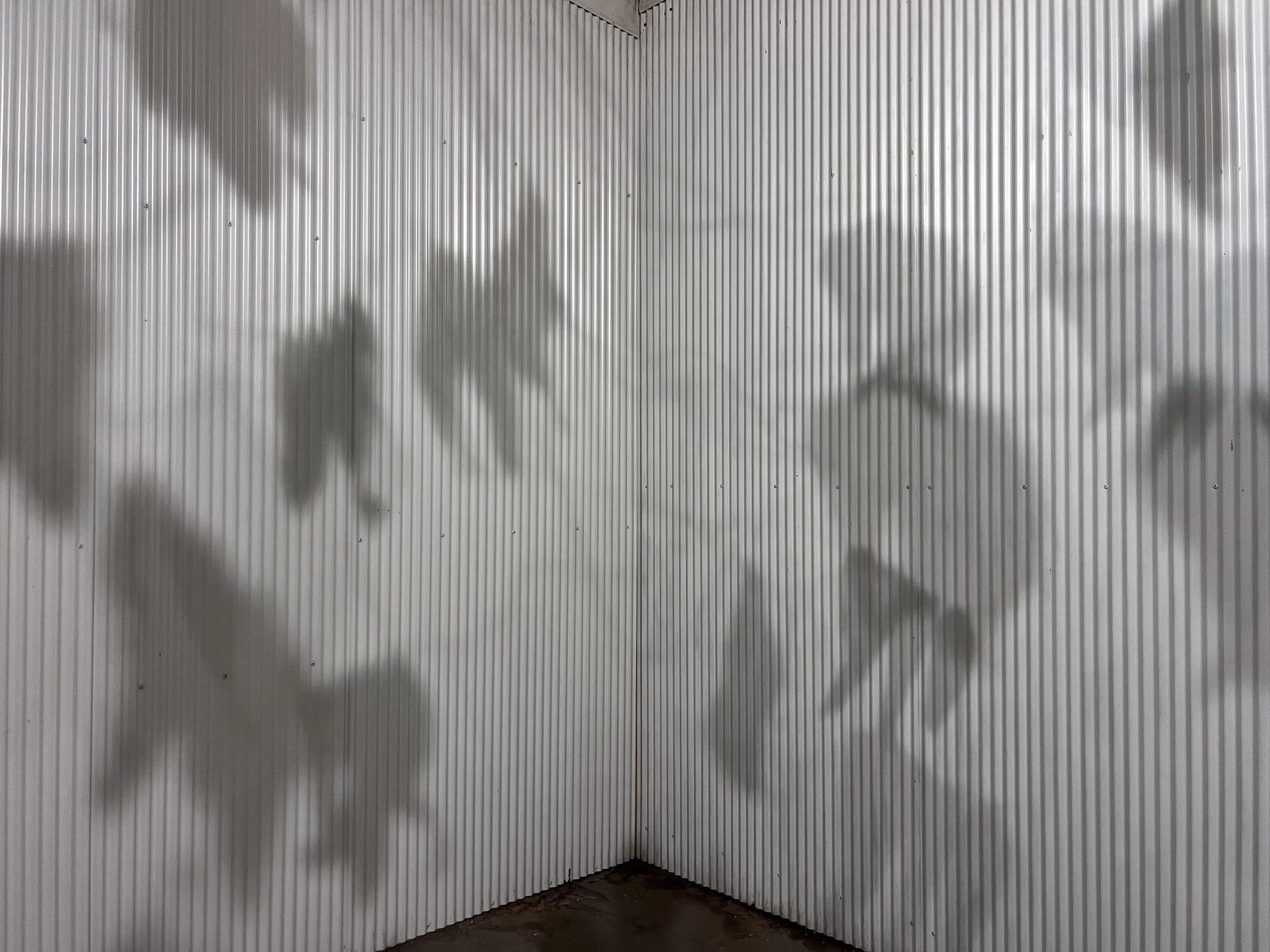 shadow.jpeg
