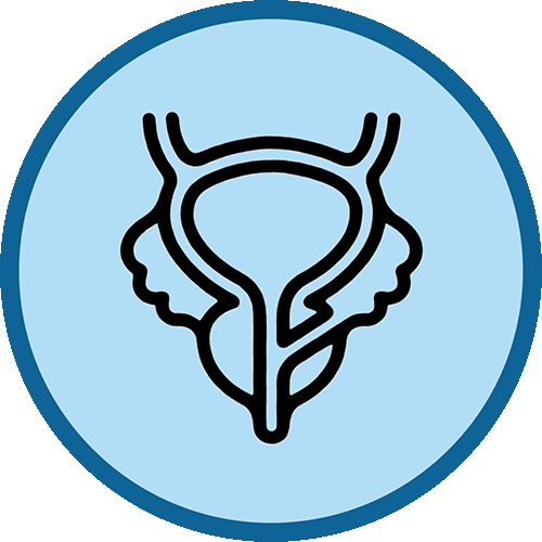 Icono de servicios de andrología con el diseño de una prostata sana