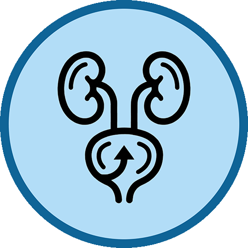 Icono de servicios de urología con un diseño de dos riñones