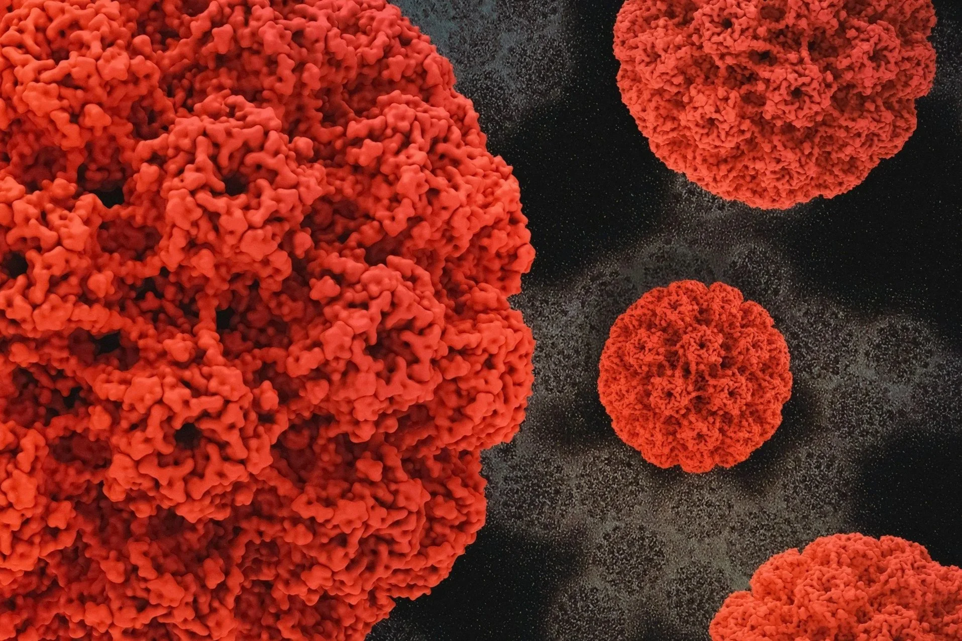 Virus del papiloma homano visto en un microscopio