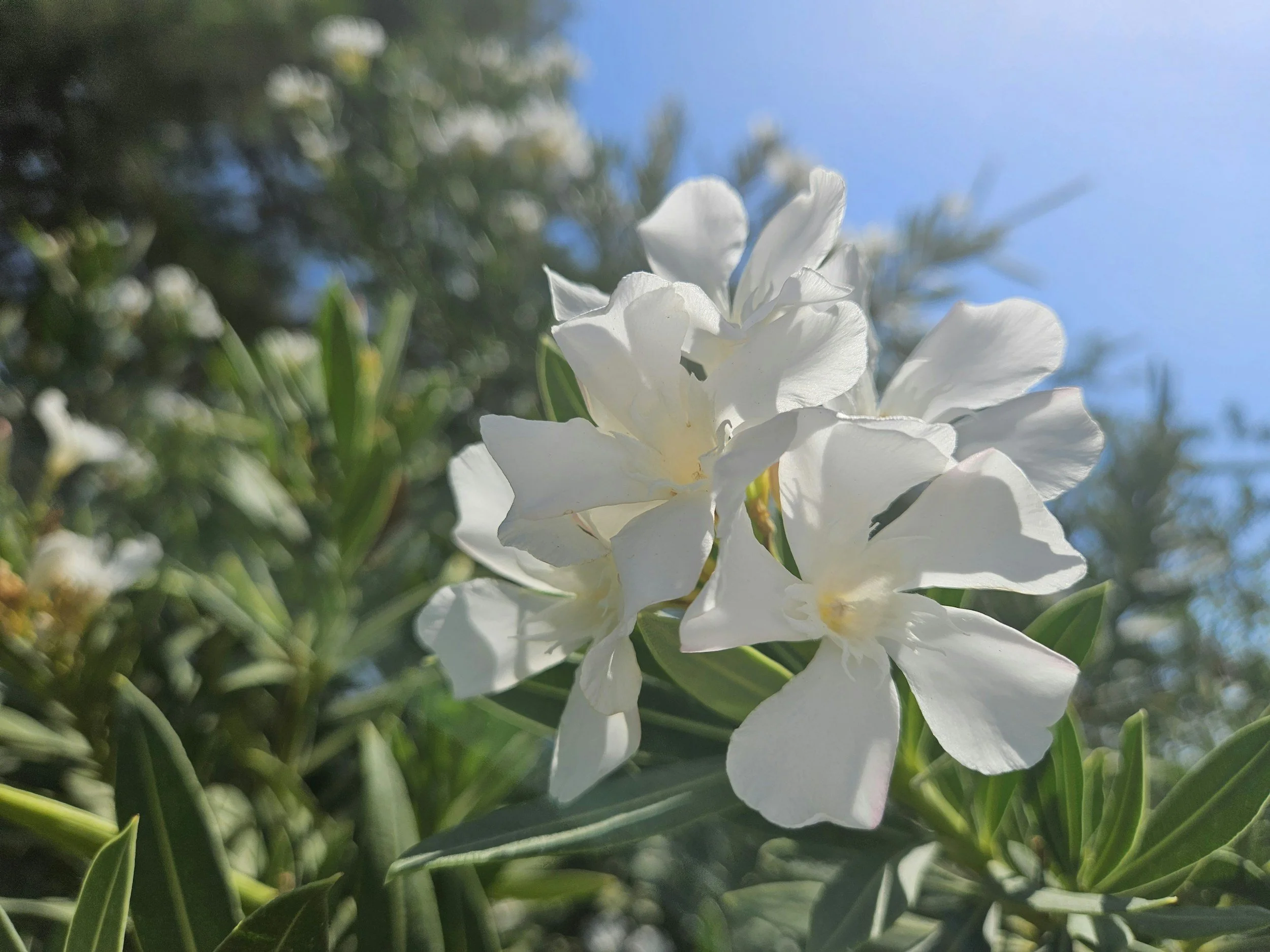 Mediterrane Pflanzen für Garten und Terrasse.
