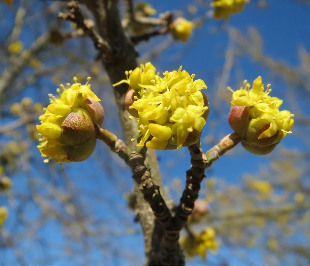 Beratung für neue Pflanzen im Garten und auf der Terrasse.
