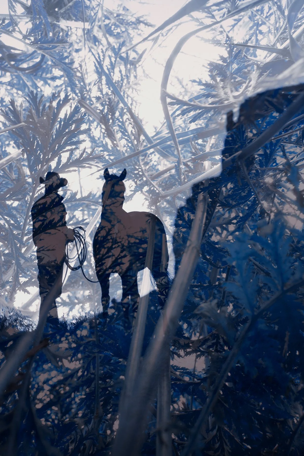 Under the Sun No. 8, 2026
Archival pigment print 
17x22 inch, Edition of 5
40x60 inch, Edition of 7