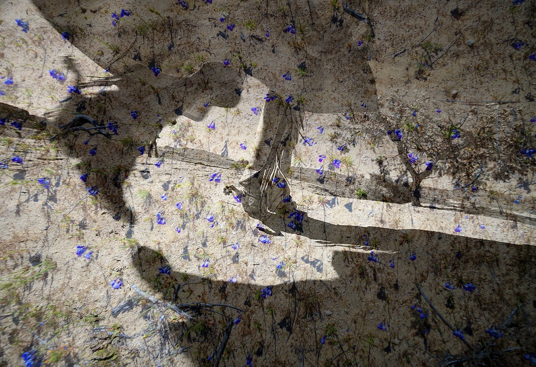 Under the Sun  No. 16, 2025
Archival pigment print
40 × 60 in., edition of 7
60 × 75 in., edition of 3
Signed and editioned on artist label
