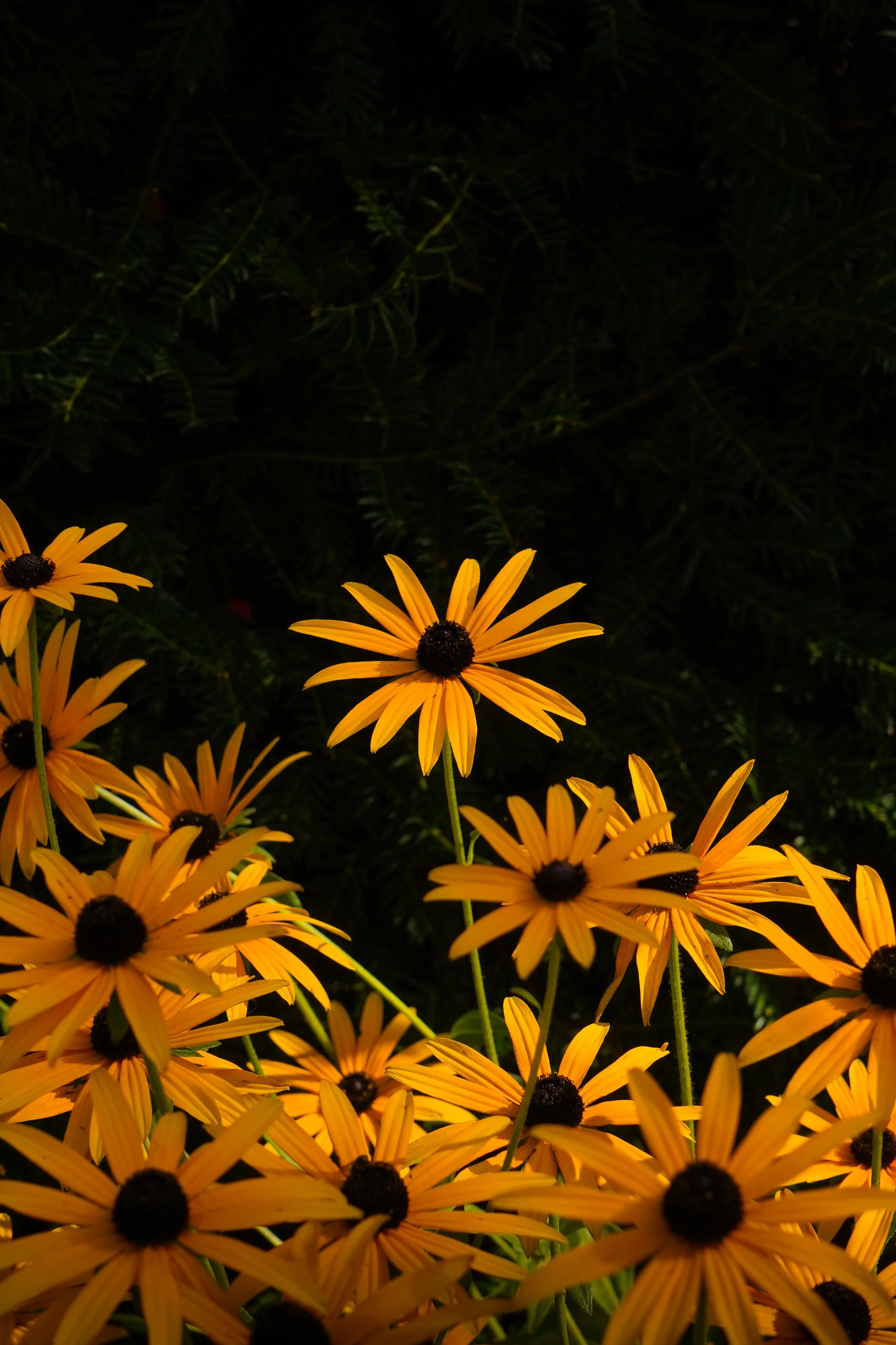 Yellow flower reaching for the golden sunlight with a dark background