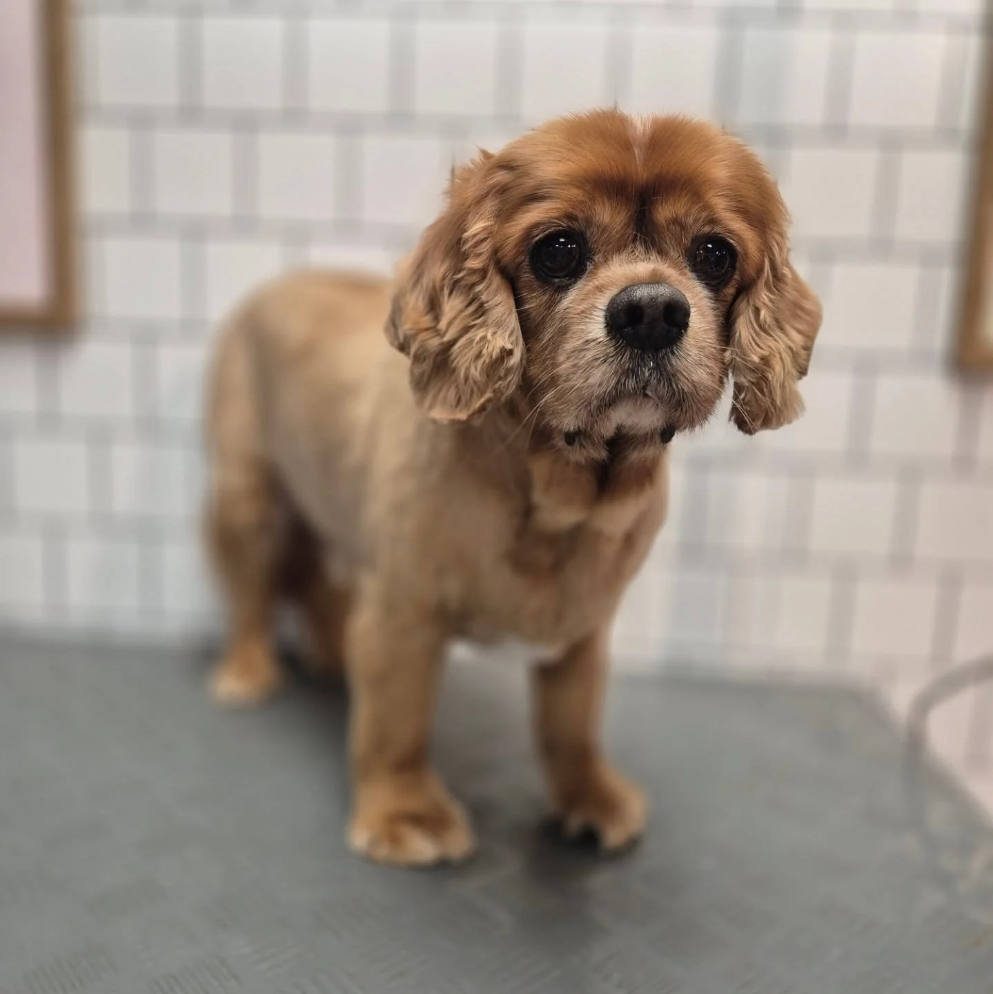 Ralph, the very old CKC came into the salon for a Clip Off groom today. 
SWIP to the end to see his personality shine ✨️ 
#cav #cavilierkingcharles #ckc #doggroominglife🐾✂️ #londondoggrooming #londondogs #londondoggroomer #doggrooming #ub7 #westdr