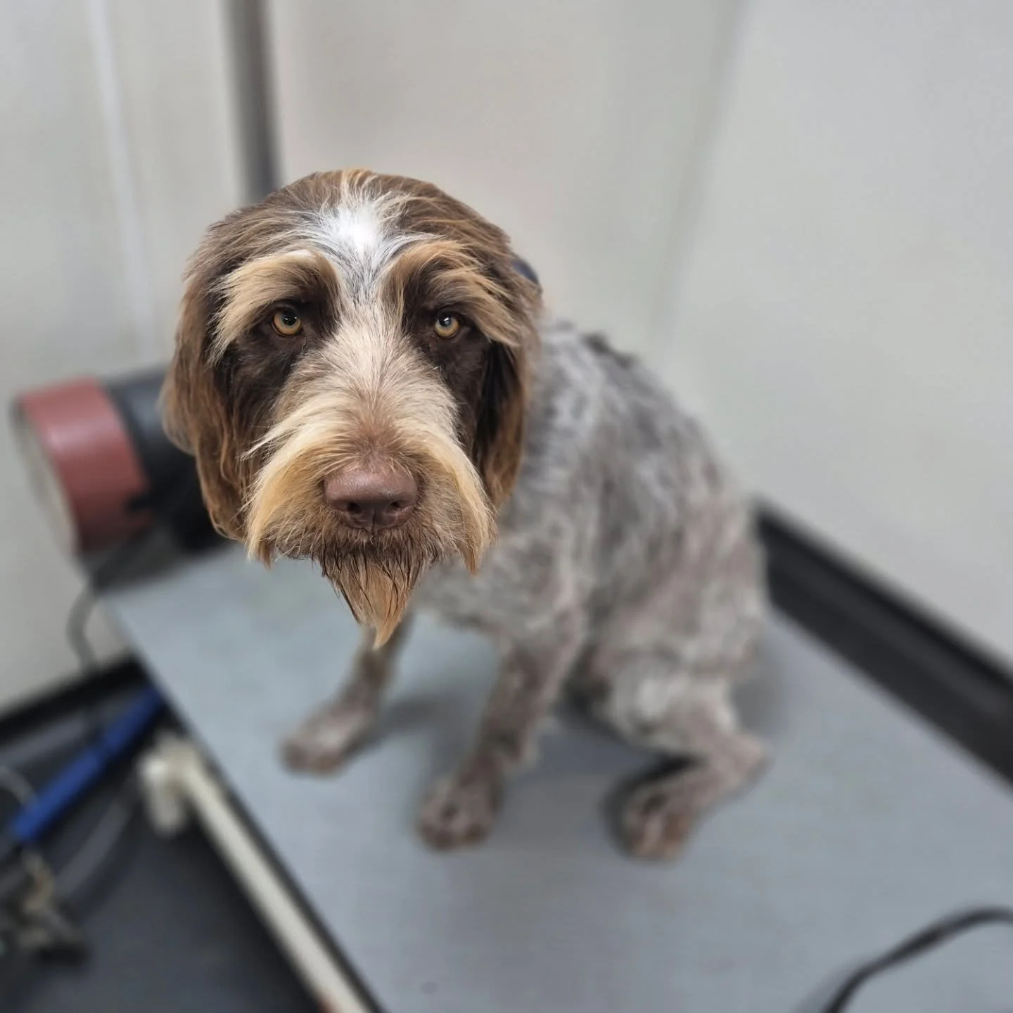 Bath and brush and a eye trim today for this 10 month old pointer 🥰
SWIPE to see the before ✨️ 
#facetidy #puppy #pointer #wirepointer #germanpointerofinstagram #doggo #dogtransformation #doggrooming #doggroomerofinstagram #ub7 #westdrayton