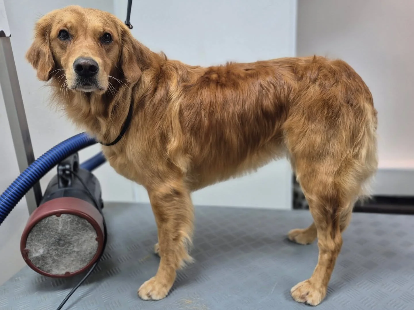 Sweet Lady came into the salon today wanting a short belly trim and paw tidy up. In the end, I trimmed the belly short, blended it into the chest, leaving the whispy V shape of the breast bone, tidied her feet, took her hocks short and gave her loads