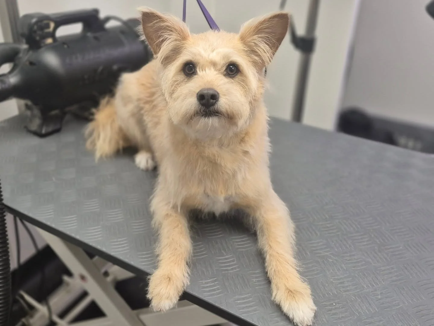 Rosie the rescue. Rosie is a bit of a nervous nelly. She came into the salon for her first full groom since being rescued by her lovely mum. We did a CA3 on the body, scissoring of the chest, face and tail. I took things super slow with Rosie and aft