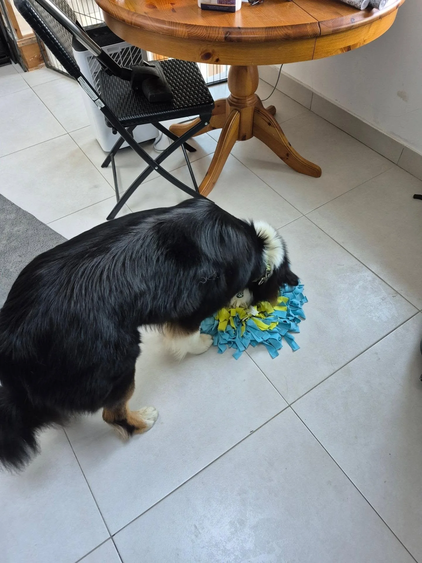 Robbie came into the salon for a pre-snip groom today! He had a snuffle mat at the beginning as he was a bit excited, then accused me of abuse when i had to dry him, and then had his trousers trimmed short to make it easier for him mum to monitor him