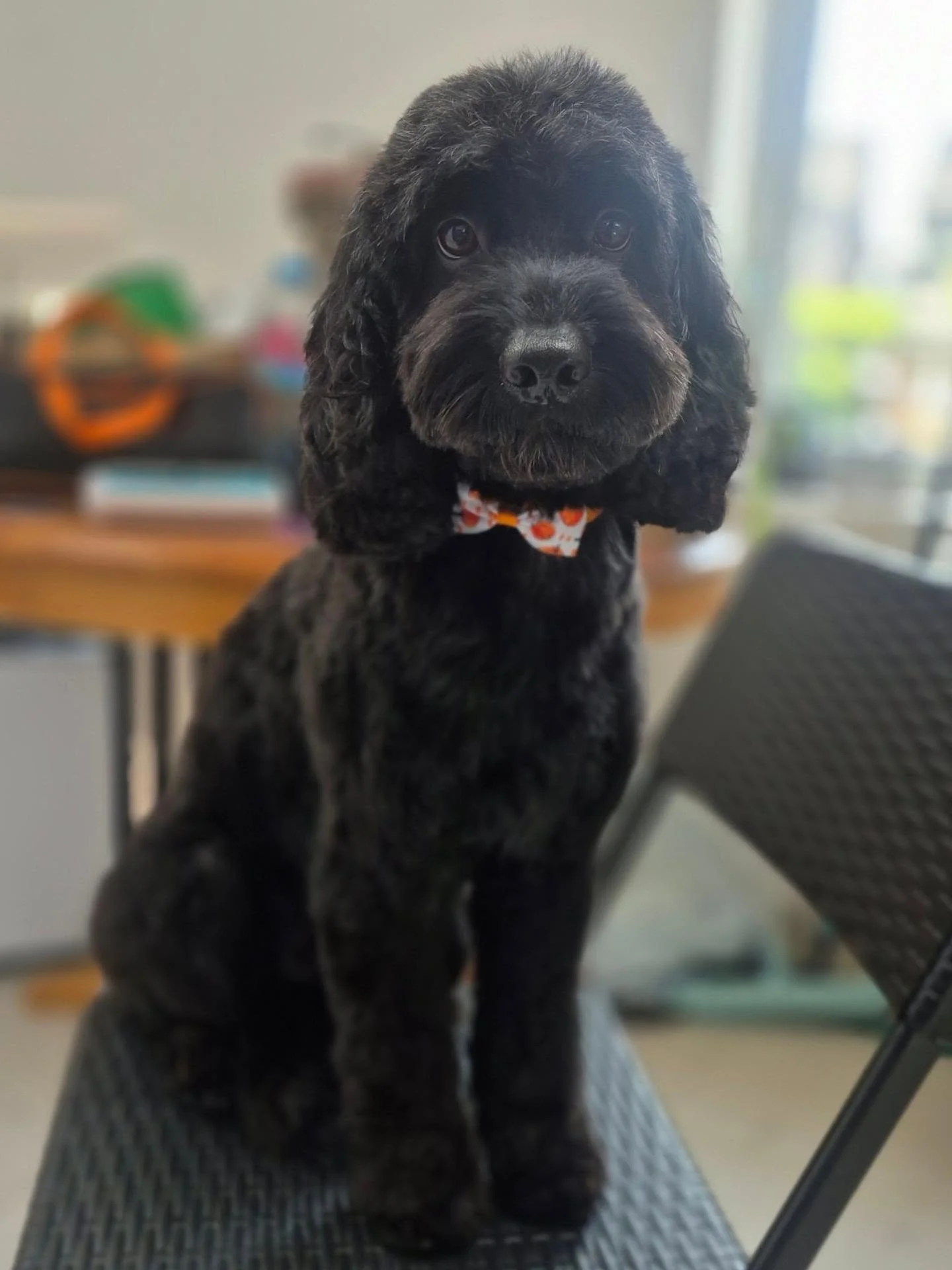 Rocky looking very handsome post groom with his autumn bowtie 🐾✨️

#doodle #ub7 #doggrooming #doggroomer