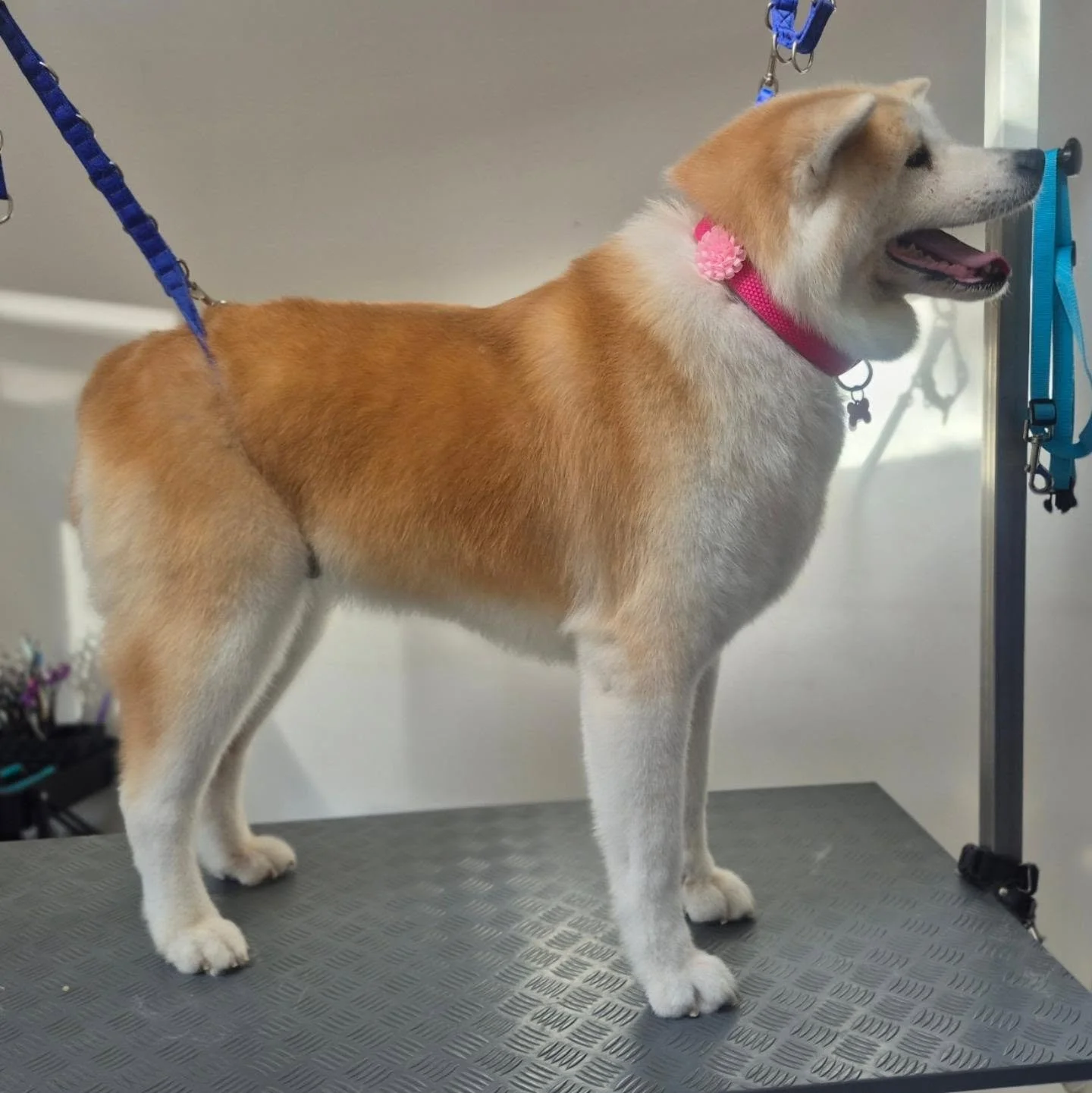 Rei standing tall and proud, showing off her new flower accessory 🌸

#akita #akitadog #akitas #akitasofinstagram #seniordog