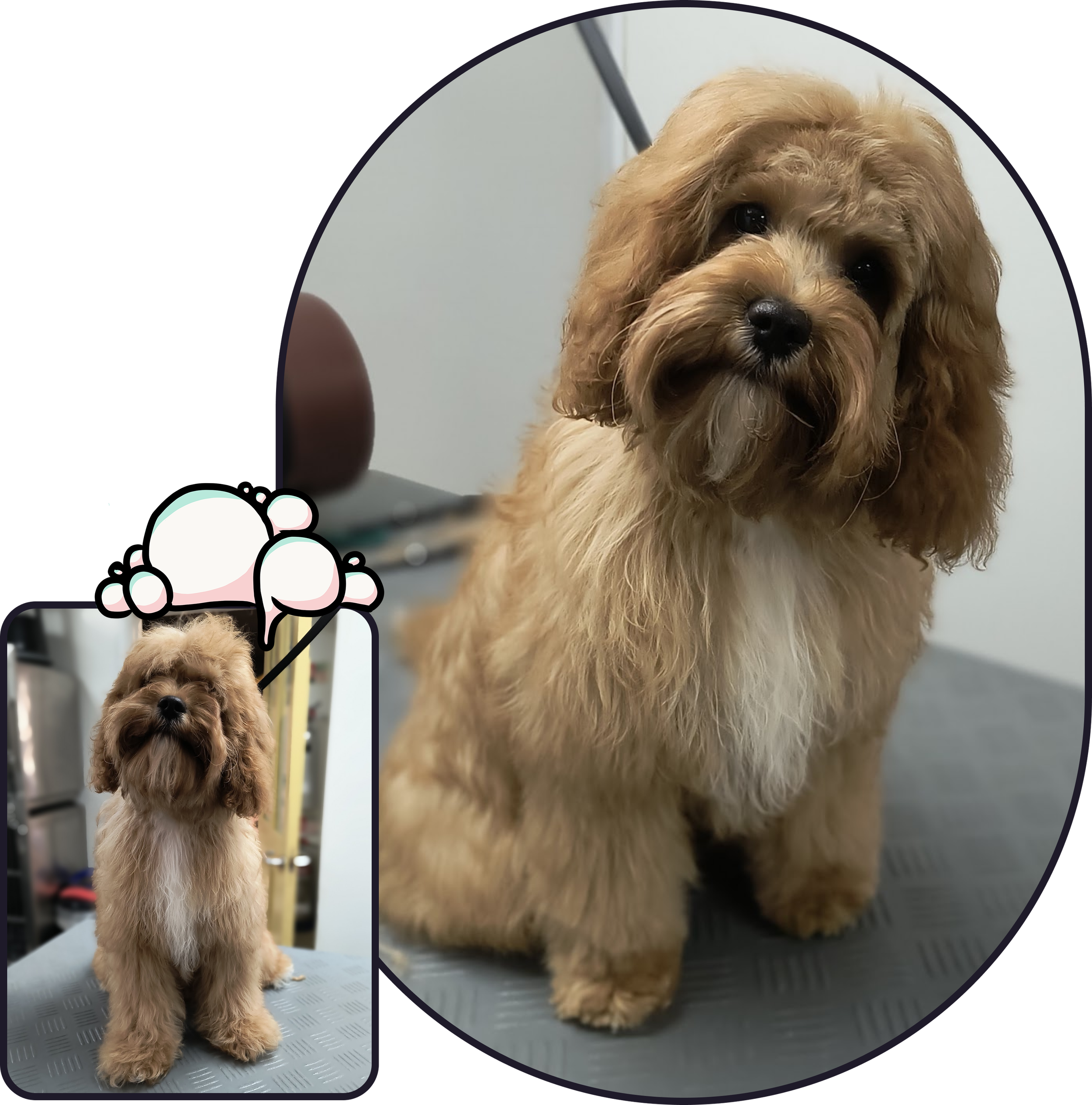 A before and after image of a Puppy Pamper service on a cockerpoo conducted by The Wiggle Wash Dog Groomer in West Drayton, UB7. The dog looks happy and calm. The groomer has cleared the puppies eyes and forehead and tidied the pups paws.