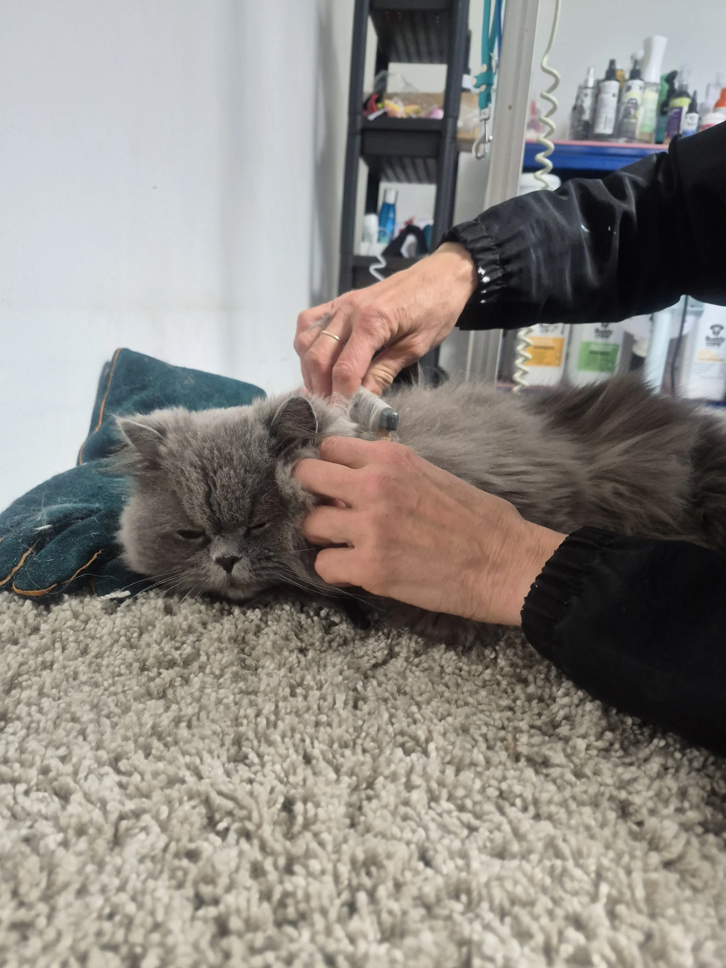 A grey Persian cat being combed whilst laying down.