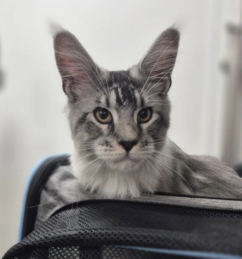 Meincoon cat, grey in colour, yellow eyes and big ears. Head is sticking out of its carrier bag. Cat grooming.