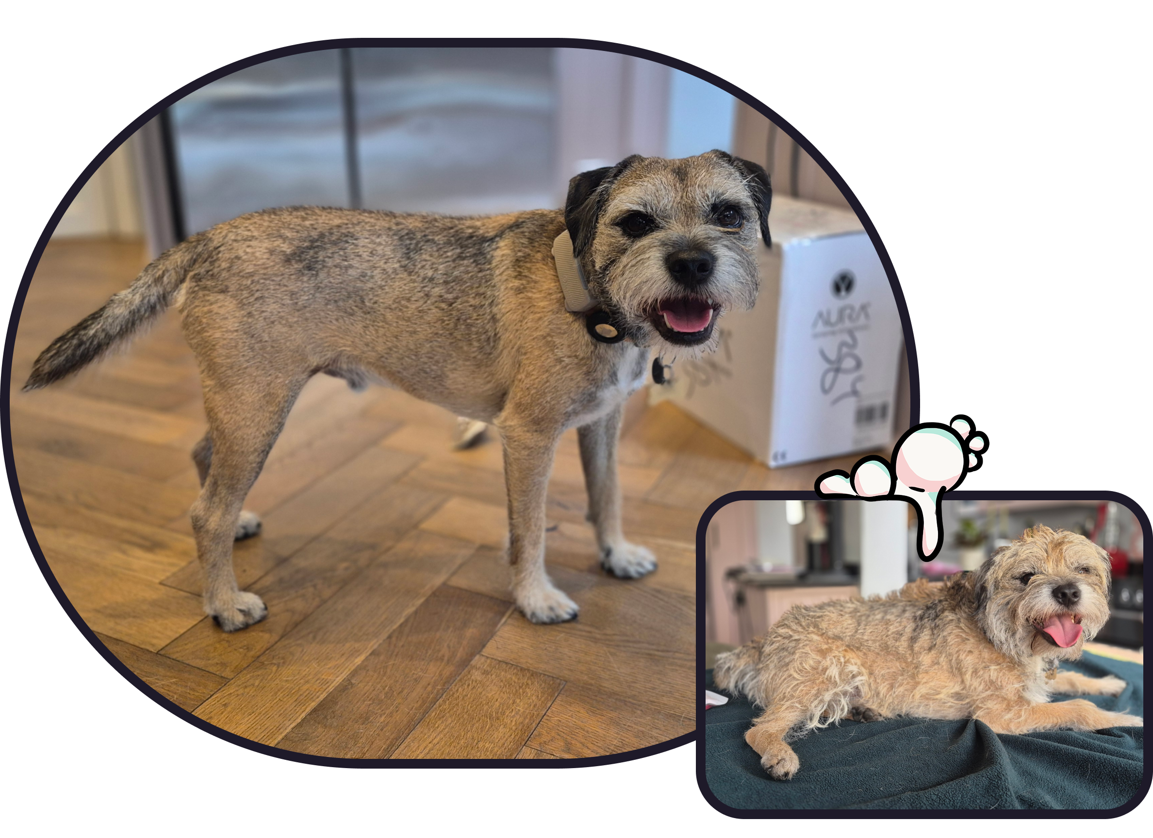 A before and after image of a hand strip service on a boarder terrier, conducted by The Wiggle Wash Dog Groomer in West Drayton, UB7. The dog looks happy and calm.