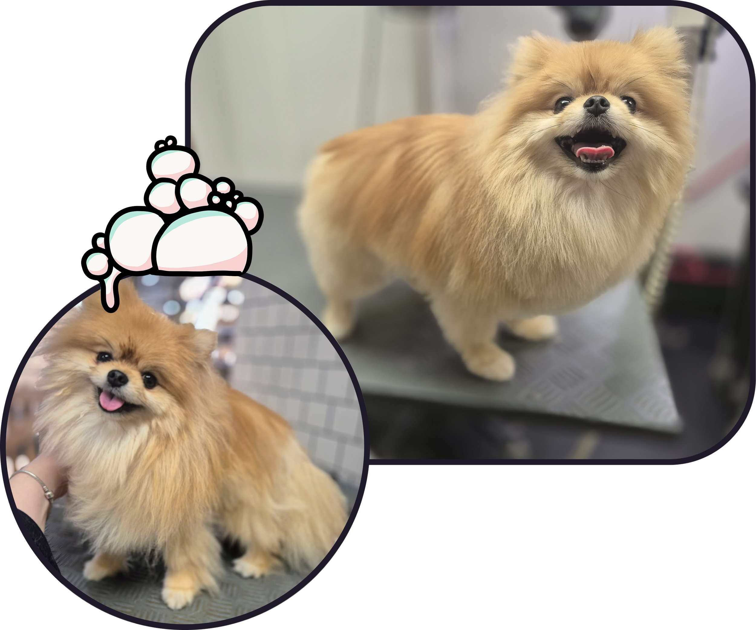 A before and after picture of a fluffy Pomeranian dog who has had a Tidy Trim makeover at the dog groomers in West Drayton. The Pomeranian has a cheerful expression. The Wiggle Wash, Dog Grooming, West Drayton.