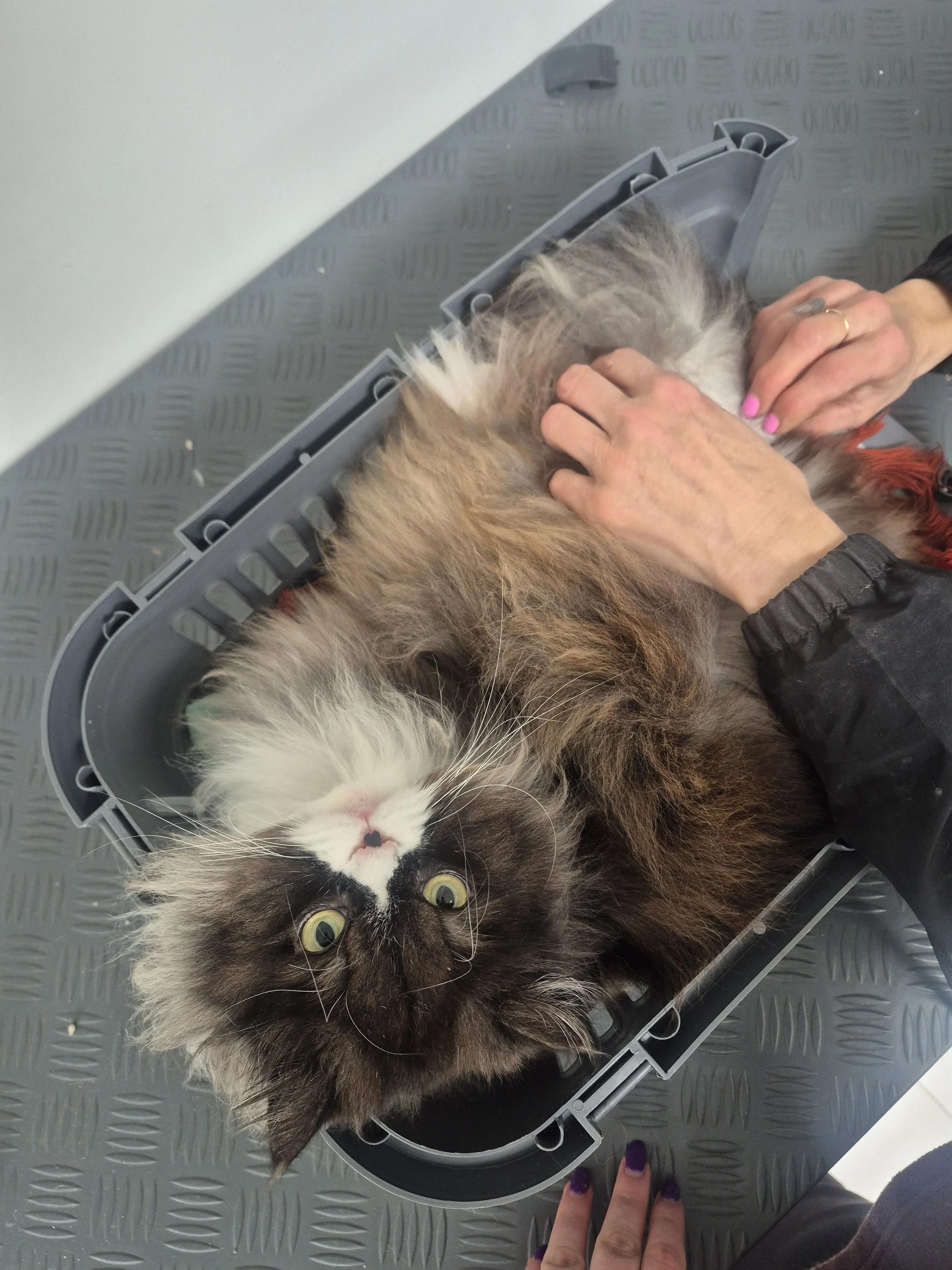 A brown and white Persian cat with yellow eyes gazing into the camera. Photo is taken from a birds-eye view. Cat grooming.