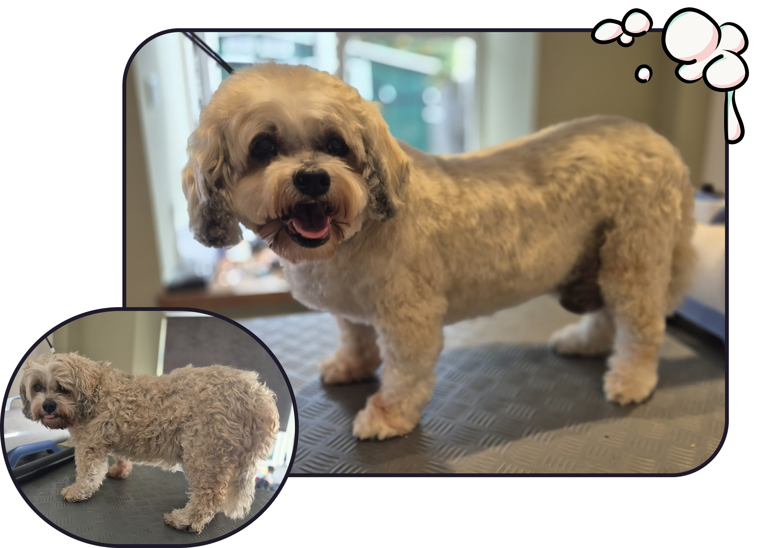 A before and after image of a Full Groom on a curly coat dog. the breed is a cavachon. The dog is standing on a grooming table. It has had hair clipped on the body and a teddy face scissored. Dog grooming in west drayton, UB7.