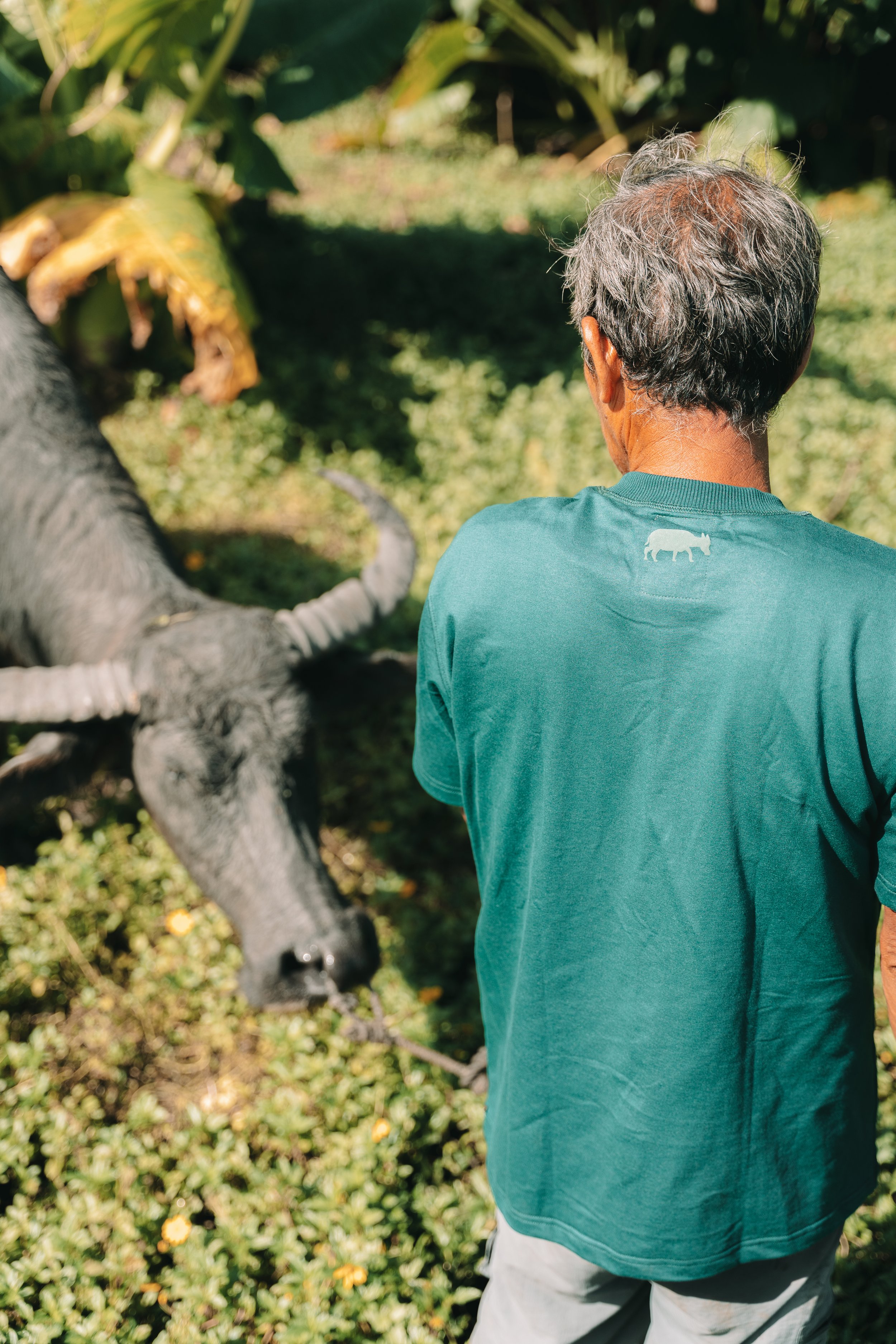 Paper Carabao — JARED SAVINO