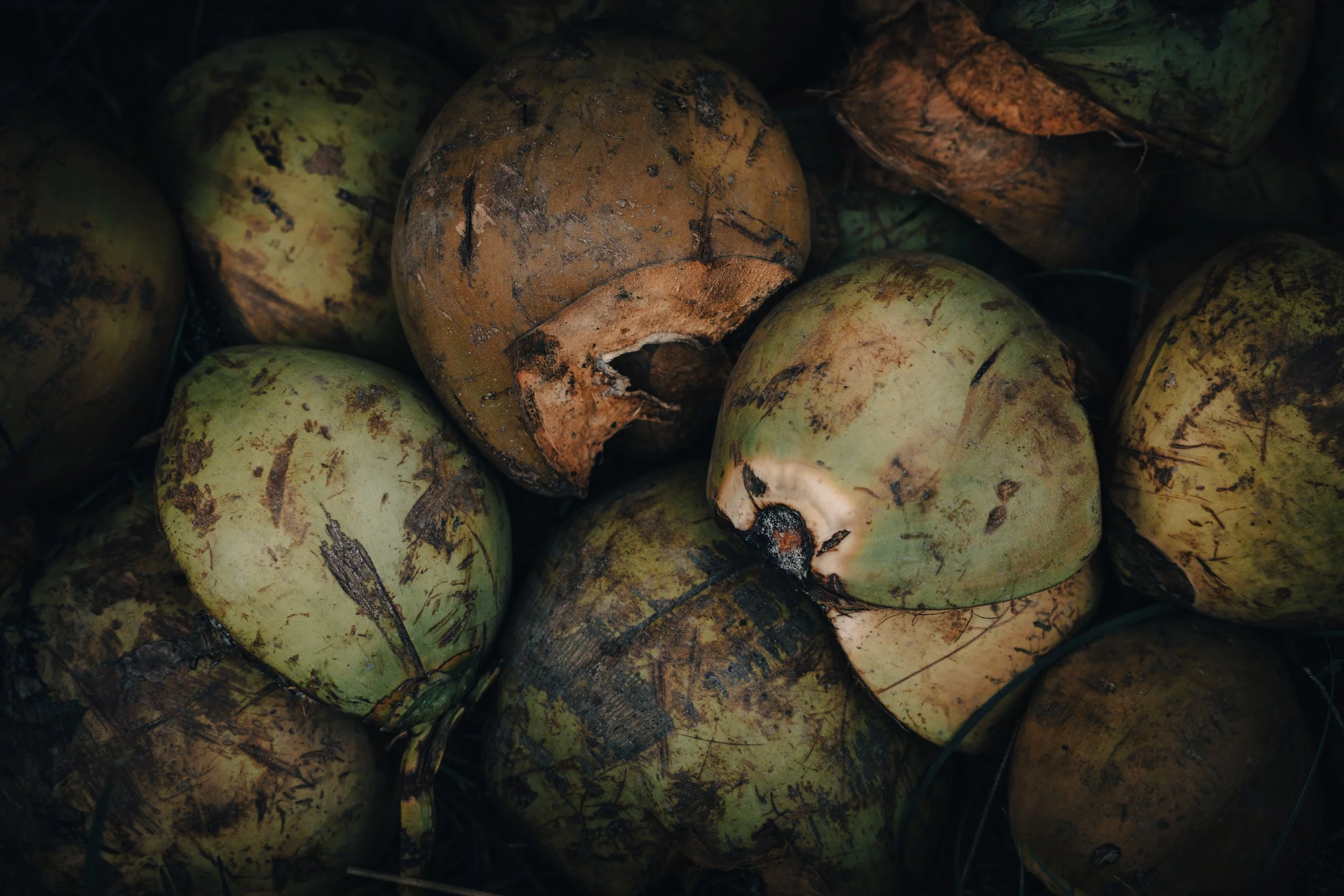 Coconuts.jpg