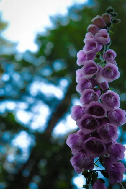 foxgloves1.jpeg
