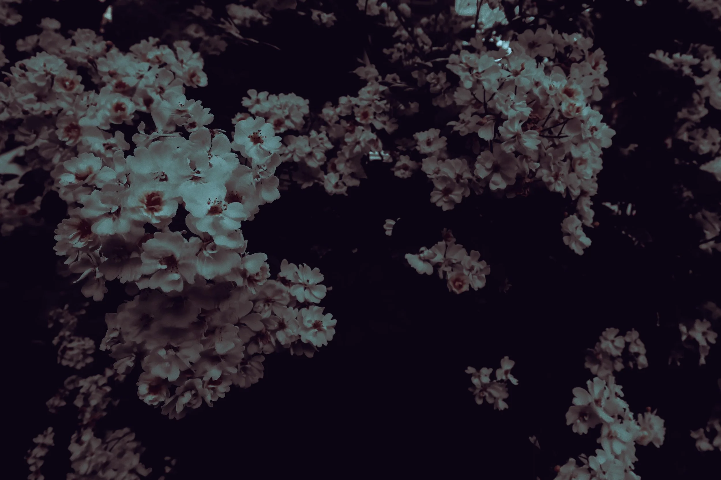 forensicflowers3.jpg