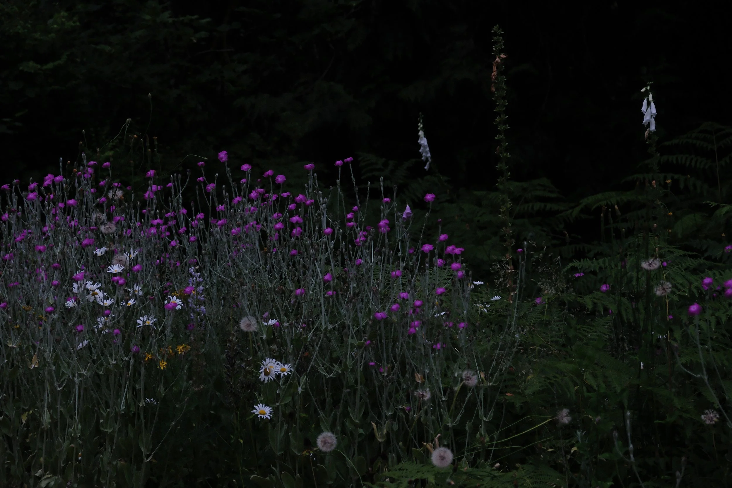 wildflowers1.jpg