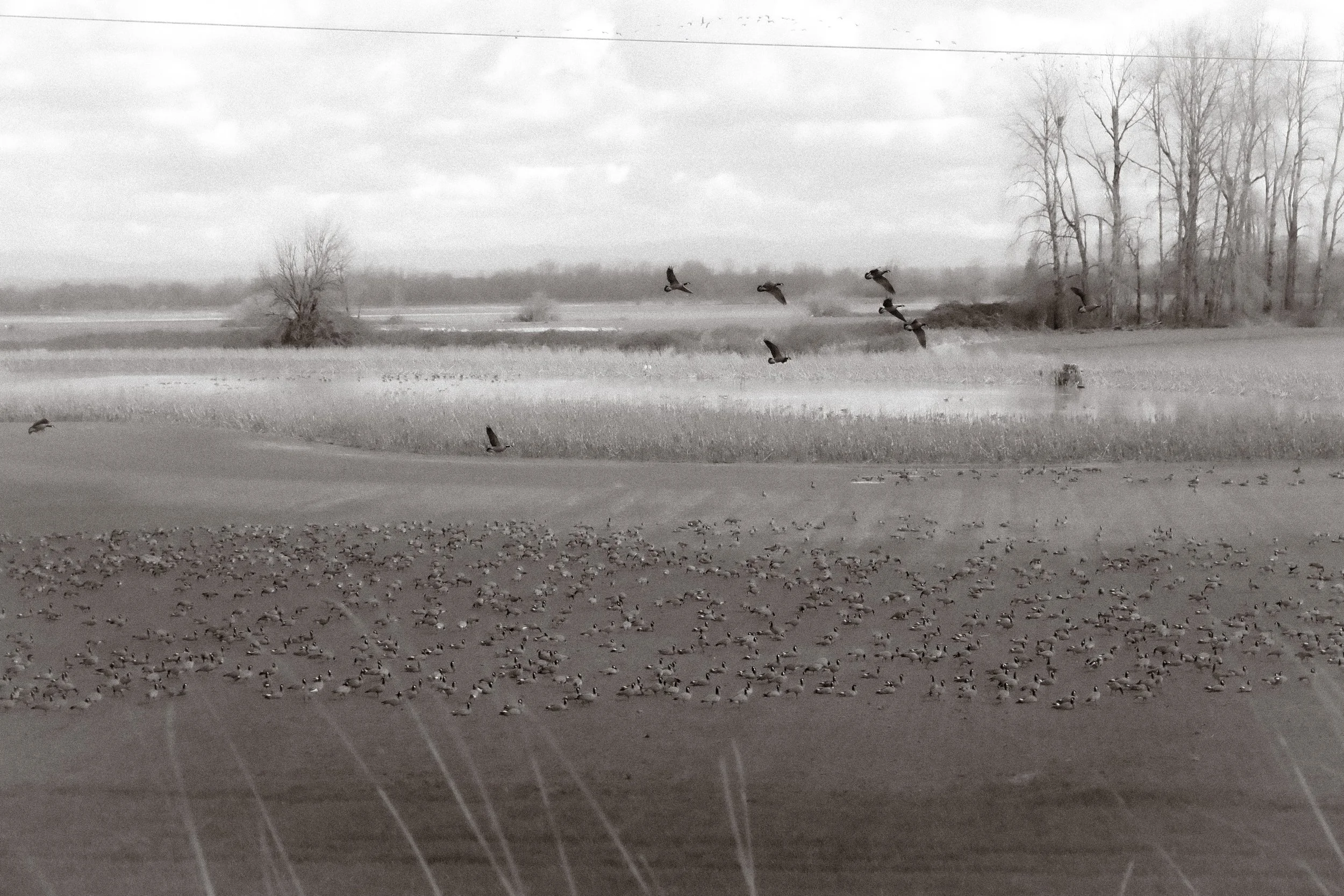 what the crow knows, and other animal friends