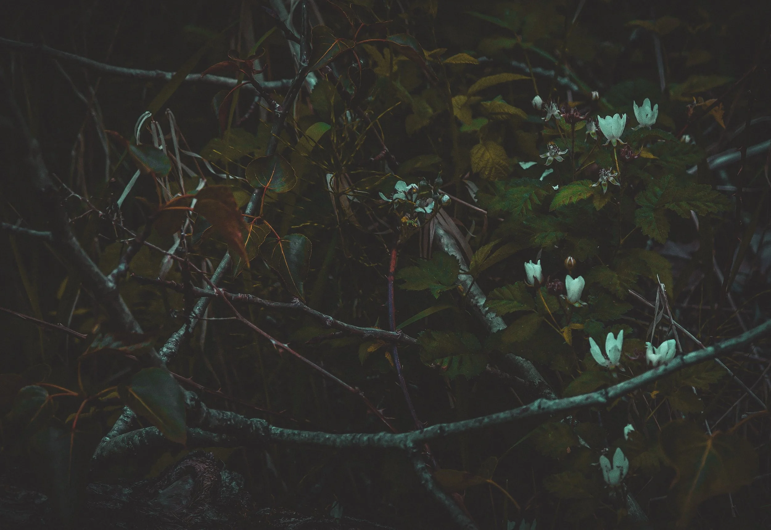 berryflowers4.jpg