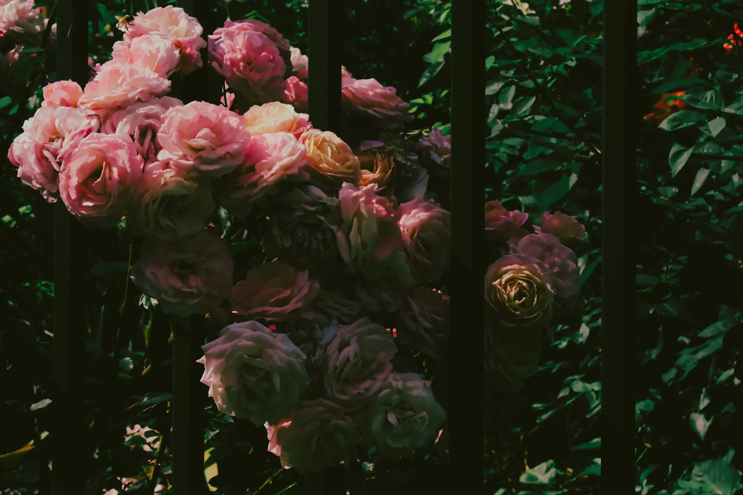 forensicflowers7.jpg
