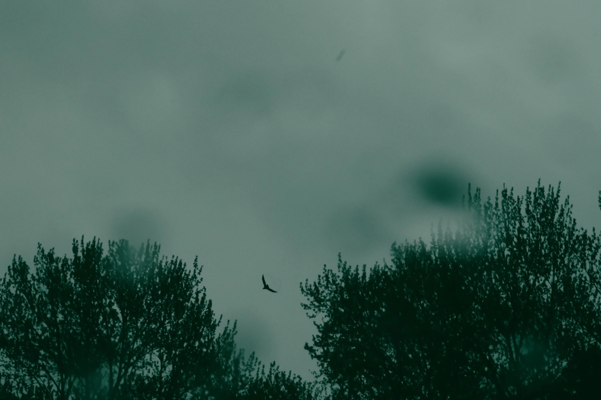 crow1.jpg