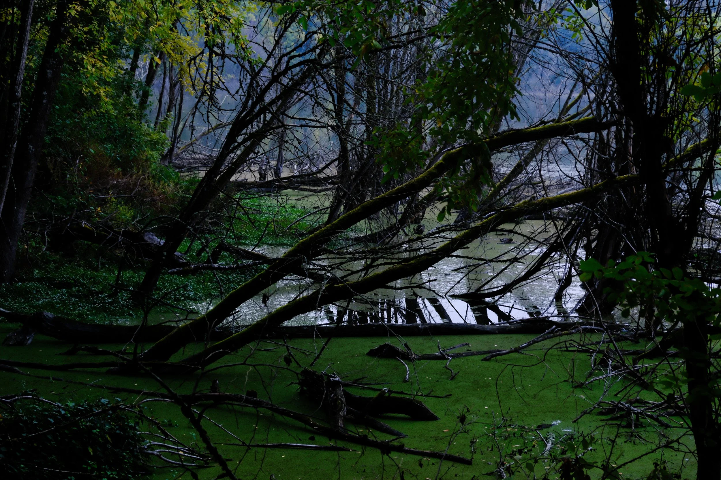 wetland1.jpg