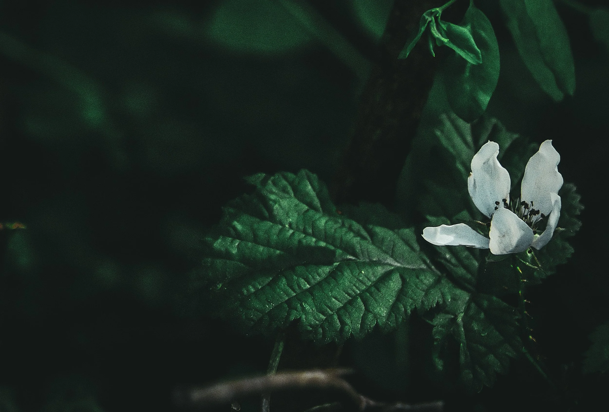berryflowers3.jpg