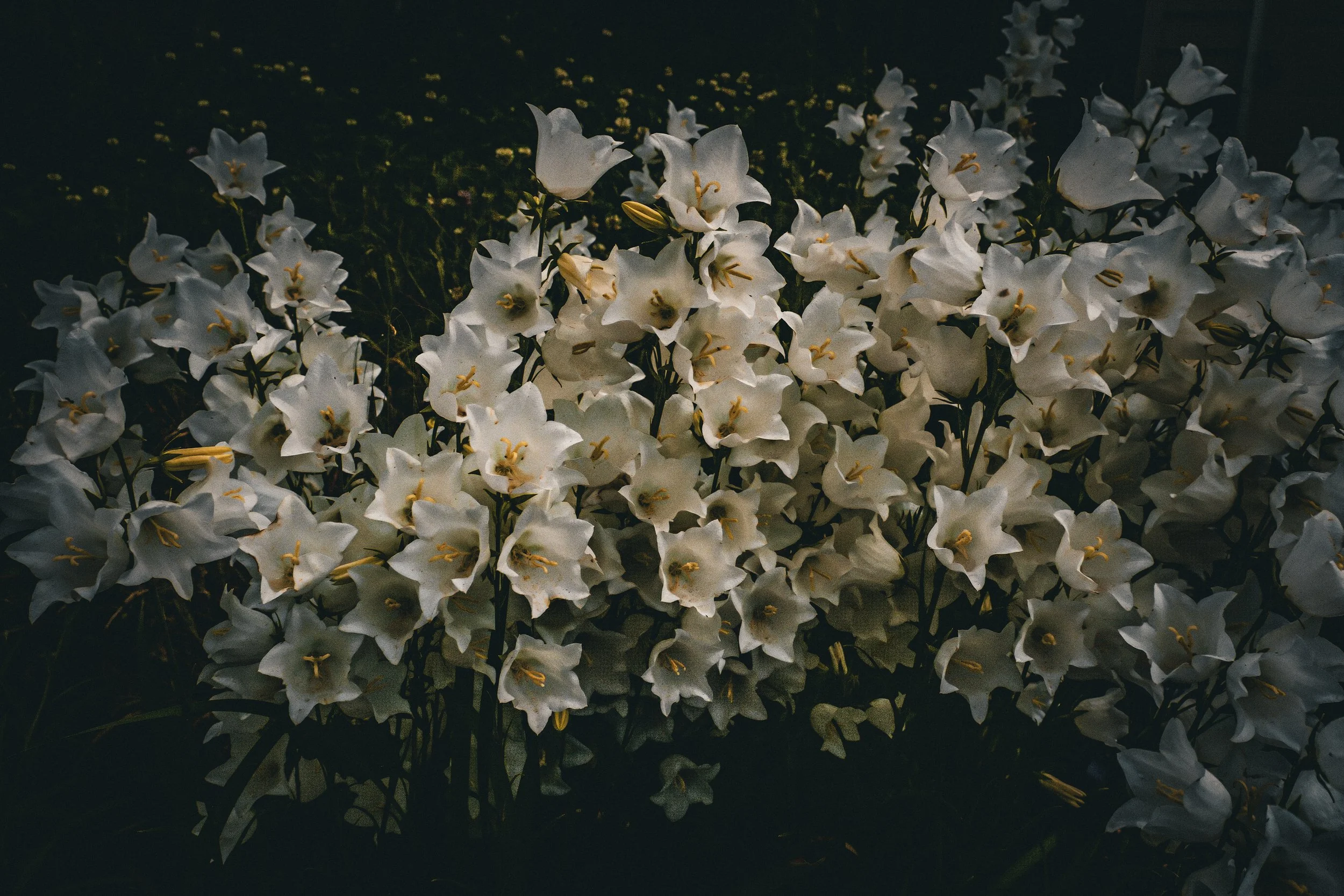 forensicflowers2.jpg