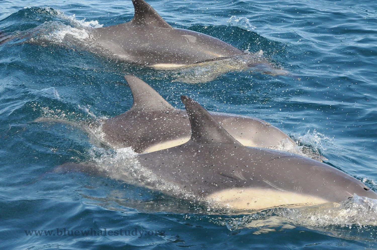 Common dolphins.jpg