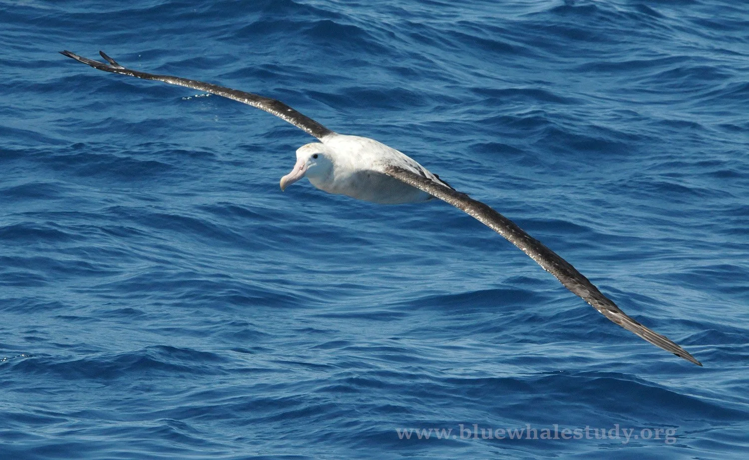 Wandering albatross.jpg