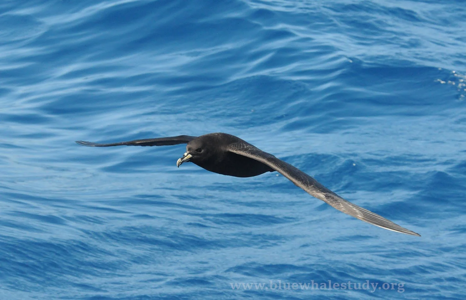 White-chinned petrel.jpg