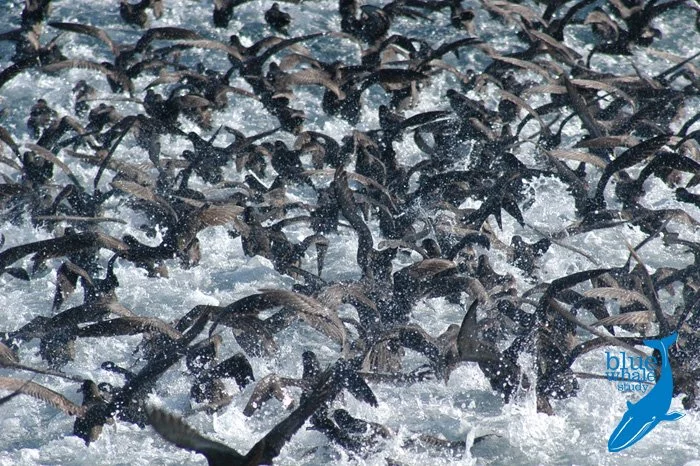 8_shearwaters.jpg